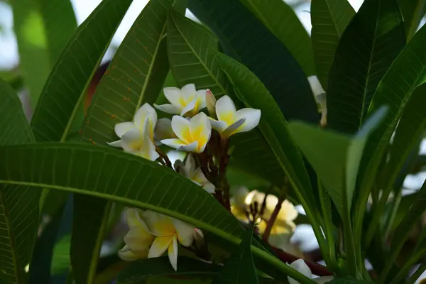 盛开的花朵和春天 的花束背景 五颜六色的花 — 图库照片