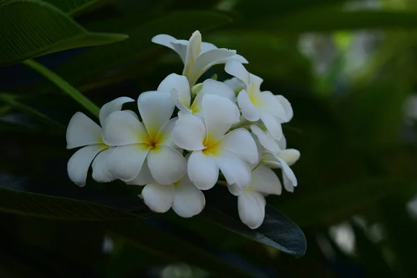 Blühende Blumen Und Frühling Sommer Strauß Blumen Background Bunte Flowers — Stockfoto