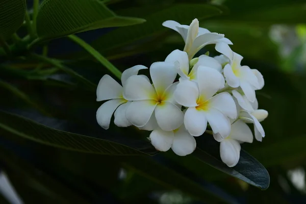 Flor Plumeria Floreciendo Jardín Flores Frangipani Blancas Amarillas Con Hojas —  Fotos de Stock