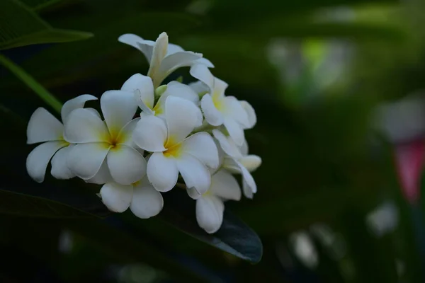 Flores Floridas Primavera Verão Buquê Flores Fundo — Fotografia de Stock