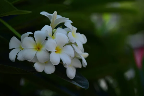 花と春 の花を咲かせます 色とりどりの花花のグループ — ストック写真