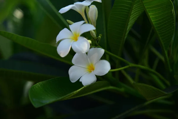 Flores Floridas Primavera Verão Buquê Flores Fundo — Fotografia de Stock