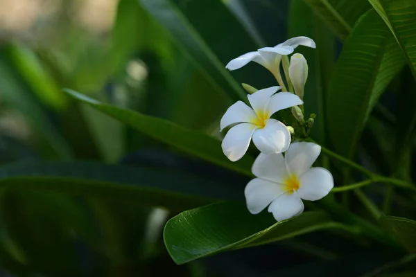 Flores Floridas Primavera Verão Buquê Flores Fundo — Fotografia de Stock
