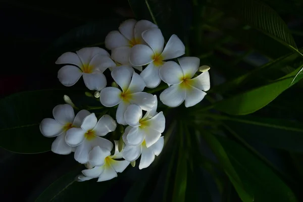 花と春 の花を咲かせます 色とりどりの花花のグループ — ストック写真