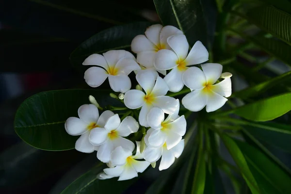 Blommande Blommor Och Våren Sommar Bukett Blommor Bakgrund Färgglada Blommor — Stockfoto