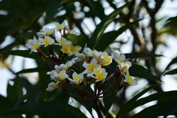 Fehér Sárga Plumeria Színes Virágok — Stock Fotó