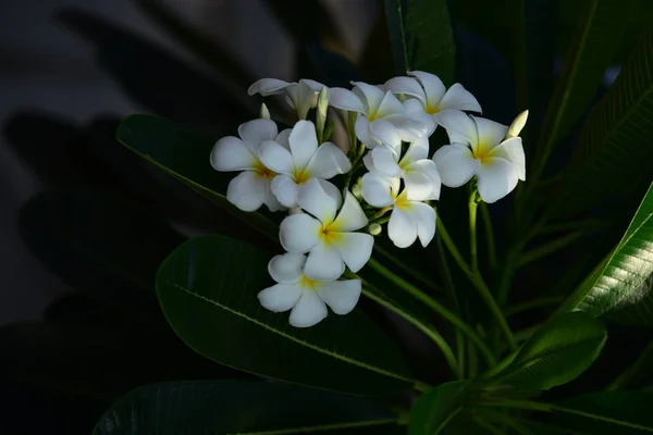 Flores Flor Primavera Verano Flores Ramo Fondo Flores Coloridas Grupo — Foto de Stock