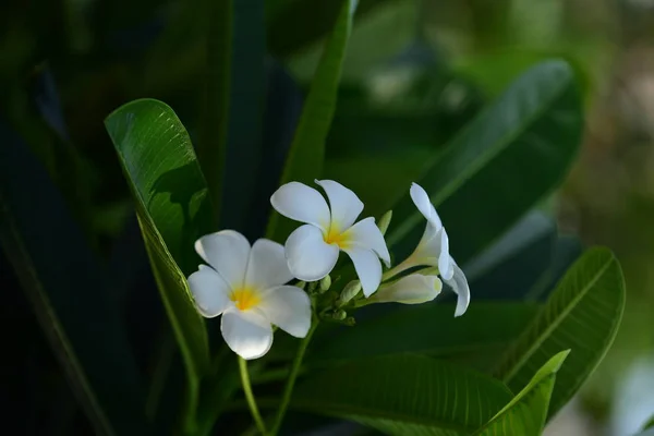 Vita Och Gula Plumeria Färgglada Blommor — Stockfoto