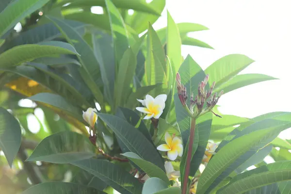 开花的花朵在繁殖季节有一个绿色的叶子背景 白色和黄色的鸡蛋 七彩花朵 — 图库照片