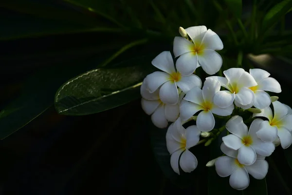 Renkli Çiçek Grup Flower Group Frangipani Plumeria Sarı Beyaz Pembe — Stok fotoğraf