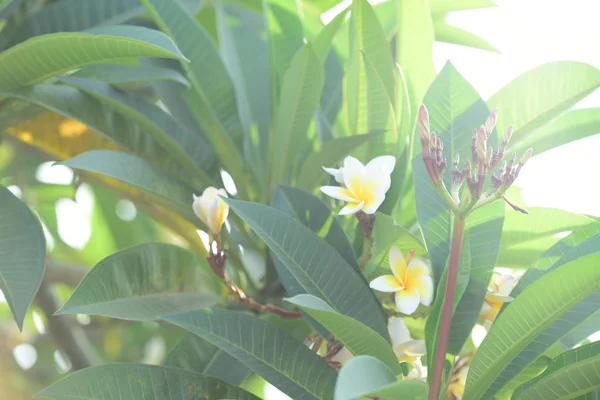 Квіти Квітучі Розведення Сезон Має Зелене Листя Background White Жовті — стокове фото