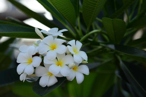 Branco Amarelo Plumeria Flores Coloridas — Fotografia de Stock