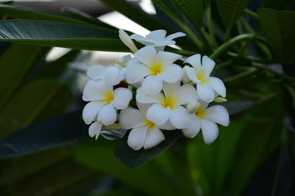Flowers Blooming Breeding Season Has Green Foliage Background White Yellow — Stock Photo, Image
