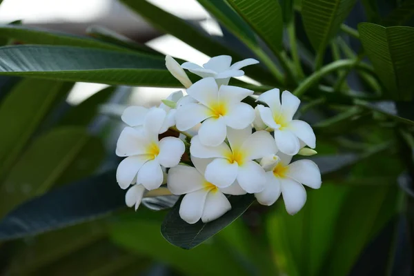 Цветущие Цветки Группа Цветущих Желто Белых Розовых Цветов Frangipani Plumeria — стоковое фото