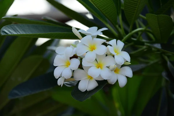 Flowers Blooming Breeding Season Has Green Foliage Background White Yellow — Stock Photo, Image