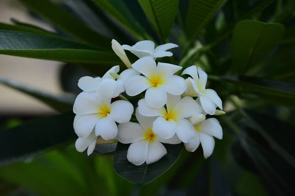 花が咲いて 繁殖ではシーズンは緑の葉 Background White と黄色のプルメリア 色とりどりの花 — ストック写真