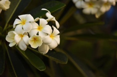 Çiçek çiçek açan bir yeşil yeşillik background.white ve sarı Plumeria sezon ıslah vardır. Renkli çiçekler.