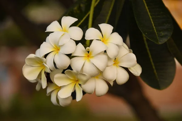 花が咲いて 繁殖ではシーズンは緑の葉 Background White と黄色のプルメリア 色とりどりの花 — ストック写真