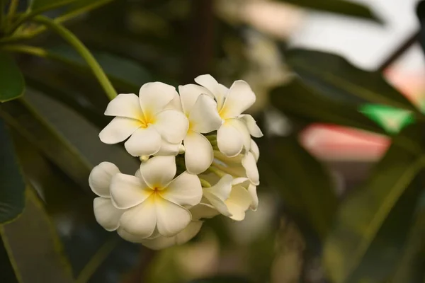 Grupo Flores Grupo Flores Amarillas Blancas Rosadas Frangipani Plumeria Flores — Foto de Stock