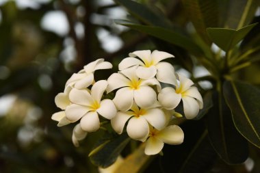 Çiçek çiçek açan bir yeşil yeşillik background.white ve sarı Plumeria sezon ıslah vardır. Renkli çiçekler.