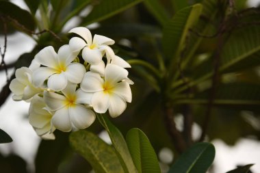 Renkli çiçek. Grup flower.group (Frangipani, Plumeria) sarı beyaz ve pembe çiçek pembe, beyaz ve sarı arka planda yaprakları ile frangipani çiçekler. Plumeria çiçek çiçeklenme .