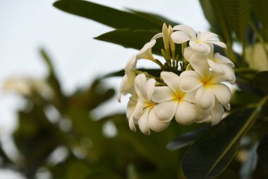 Renkli çiçek. Grup flower.group (Frangipani, Plumeria) sarı beyaz ve pembe çiçek pembe, beyaz ve sarı arka planda yaprakları ile frangipani çiçekler. Plumeria çiçek çiçeklenme .