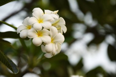 Renkli çiçek. Grup flower.group (Frangipani, Plumeria) sarı beyaz ve pembe çiçek pembe, beyaz ve sarı arka planda yaprakları ile frangipani çiçekler. Plumeria çiçek çiçeklenme .