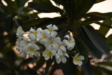 Güneşli beyaz çiçekler günbatımında ışık çiçek, ılık ışıkta bahar çiçeği güneş batımında beyaz çiçekler güzel turuncu ışık