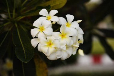 Güneşli beyaz çiçekler günbatımında ışık çiçek, ılık ışıkta bahar çiçeği güneş batımında beyaz çiçekler güzel turuncu ışık
