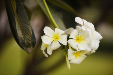 Günbatımında güneşli beyaz çiçekler. Üreme mevsiminde çiçekler açıyor. Yeşil bir arka planı var. Beyaz ve sarı Plumeria..