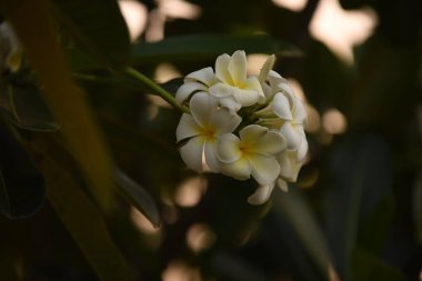 Günbatımında güneşli beyaz çiçekler. Üreme mevsiminde çiçekler açıyor. Yeşil bir arka planı var. Beyaz ve sarı Plumeria..