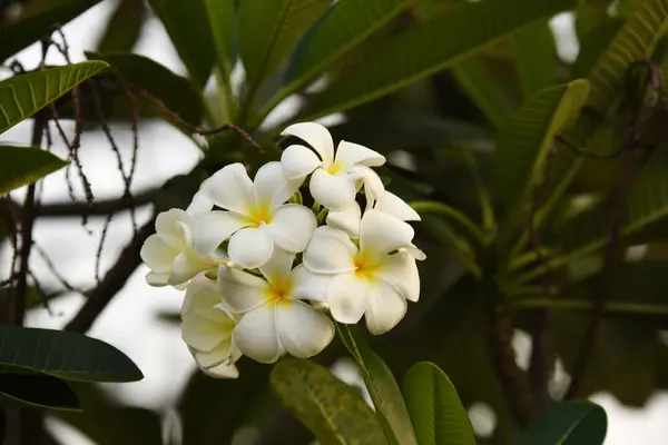 Blommorna Blommar Avel Säsong Har Gröna Blad Background White Och — Stockfoto