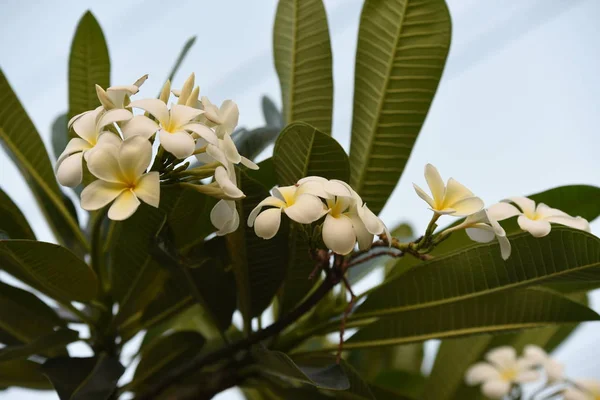 Bloemen Zijn Bloei Het Fokken Seizoen Heeft Een Groene Gebladerte — Stockfoto