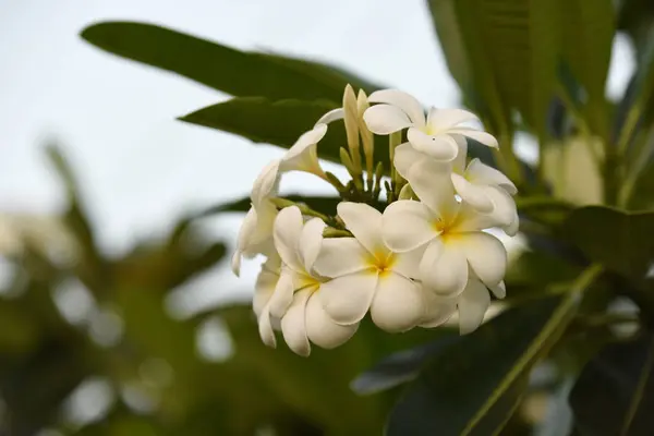 Kwiaty Kwitnące Hodowli Sezon Zielone Liście Background White Żółty Plumeria — Zdjęcie stockowe