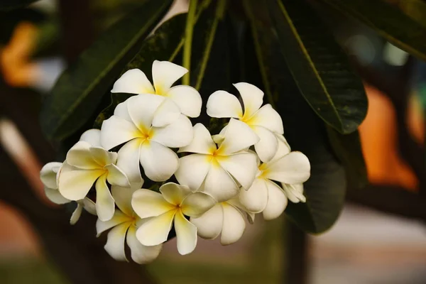 Blumen Blühen Der Brutzeit Hat Ein Grünes Laub Background White — Stockfoto