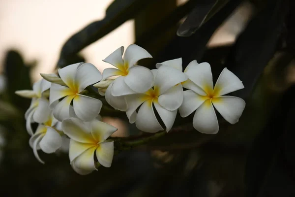 太陽のある白い花夕日の光花の上の太陽の光 暖かい光の上の春の花太陽のある白い花夕日の美しいオレンジ色の光 — ストック写真