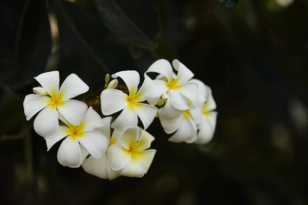 Fleurs Blanches Avec Soleil Coucher Soleil Sune Lumière Sur Fleur — Photo