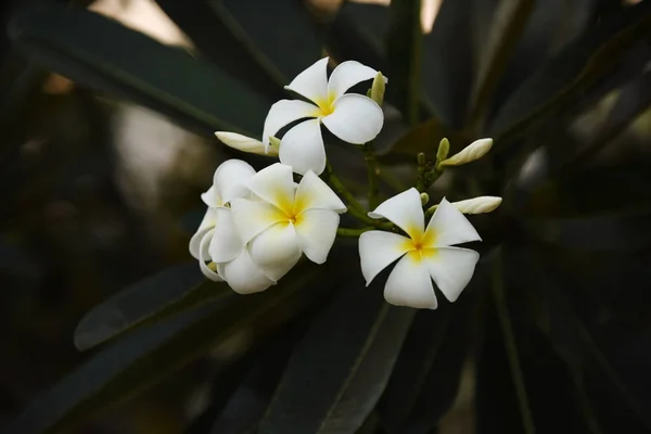 花が咲いて 繁殖ではシーズンは緑の葉 Background White と黄色のプルメリア 色とりどりの花 — ストック写真