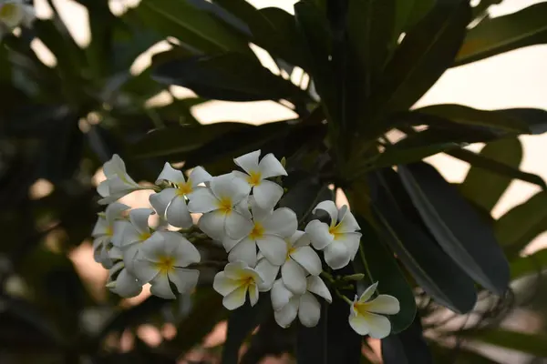 Vita Blommor Med Sol Vid Solnedgången Ljus Solsken Blomman Vårblomman — Stockfoto