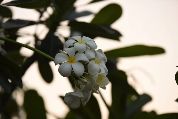 Λουλούδια Ανθίζουν Στην Αναπαραγωγή Σεζόν Έχει Ένα Background White Πράσινο — Φωτογραφία Αρχείου