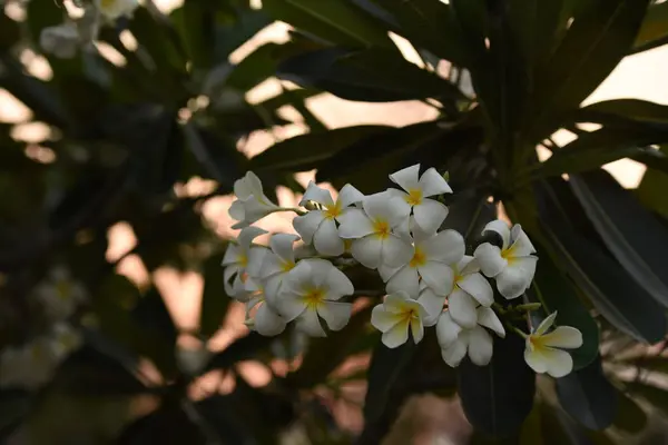 White Flowers Sun Sunset Light Sun Light Flower Spring Flower — стоковое фото