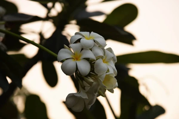 Las Flores Están Floreciendo Temporada Reproducción Tiene Fondo Follaje Verde —  Fotos de Stock