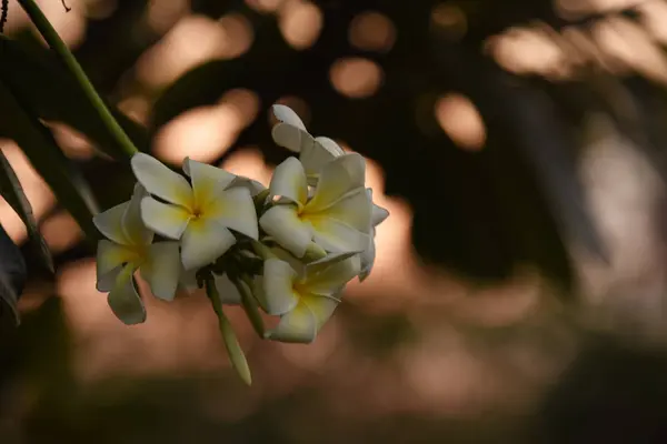Vita Blommor Med Sol Vid Solnedgången Ljus Solsken Blomman Vårblomman — Stockfoto