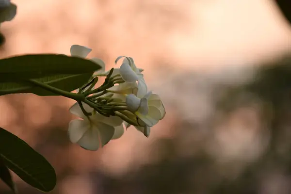 Flores Blancas Con Sol Atardecer Luz Luz Solar Sobre Flor —  Fotos de Stock