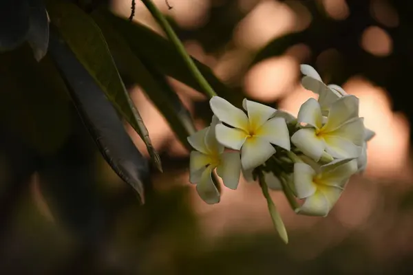 Fleurs Blanches Avec Soleil Coucher Soleil Sune Lumière Sur Fleur — Photo