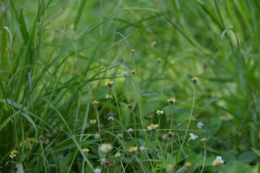Çiçek closeup ile yeşil çim