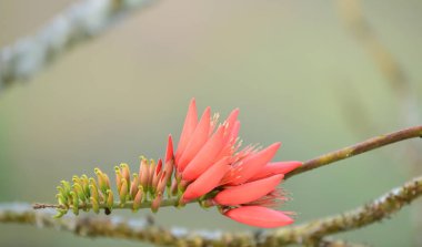 Güzel portakal çiçekleri sabah ışık ile.