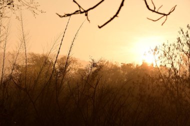 Tayland ormandaki sabah güneş ışığı. Sunrise sabah orman ile.