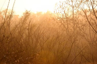 Tayland ormandaki sabah güneş ışığı. Sunrise sabah orman ile.