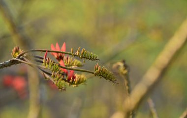 Güzel portakal çiçekleri sabah ışık ile.